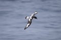 Slow pan of Cape petrel over water