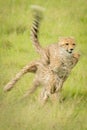 Slow pan of cheetah cub chasing another Royalty Free Stock Photo