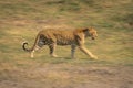 Slow pan of female leopard crossing grass