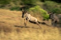 Slow pan of jumping blue wildebeest calf