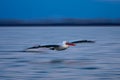 Slow pan of pelican above blurred waves