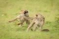 Slow pan of two cheetah cubs racing Royalty Free Stock Photo