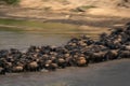 Slow pan of wildebeest herd crossing river Royalty Free Stock Photo
