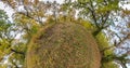 Slow rotate of little planet to looking up into oak grove forest. revolve and curvature of space