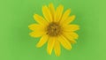 Slow rotation of a yellow camomile on a green background, keying.