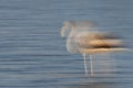 A slow shutter panning shot of Greater Flamingos in the morning at Tubli bay