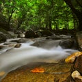 Slow Shutter Of Spring River.