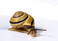 Slow snail Royalty Free Stock Photo