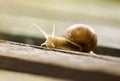 Slow snail closeup