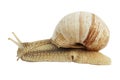Slow snail on a white background, edible clam Royalty Free Stock Photo
