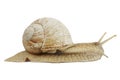 Slow snail on a white background, garden animal Royalty Free Stock Photo