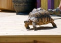 Slow Tortoise on a Patio Royalty Free Stock Photo