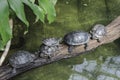 Slow turn from a group of turtles crossing the pond. teamwork among animals Royalty Free Stock Photo