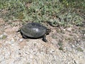 Turtle on the county road Royalty Free Stock Photo