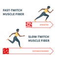 Slow twitch and fast twitch muscle fiber types illustration