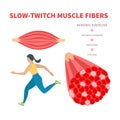 Slow twitch red muscle fiber type illustration