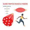 Slow twitch red muscle fiber type illustration