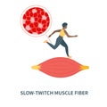 Slow twitch red muscle fiber type illustration