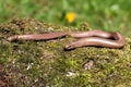 Slow worm Anguis colchica Royalty Free Stock Photo