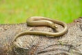 Slow worm