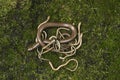 Slow worm, Anguis fragilis