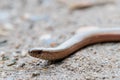 The slow worm Anguis fragilis is a reptile native to western Eurasia. It is also called a deaf adder and it is a  legless lizard Royalty Free Stock Photo