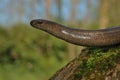 Slow worm (Anguis fragilis) Royalty Free Stock Photo