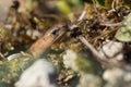 Slow worm (Anguis fragilis) visible amongst undergrowth