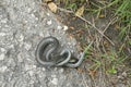 Slow worm on the asphalt