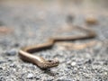 Slow Worm or Blind Worm Anguis fragilis. Slow Worm lizard Royalty Free Stock Photo