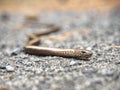 Slow Worm or Blind Worm & x28;Anguis fragilis& x29;. Slow Worm lizard Royalty Free Stock Photo