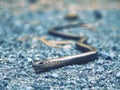 Slow Worm or Blind Worm & x28;Anguis fragilis& x29;. Slow Worm lizard Royalty Free Stock Photo