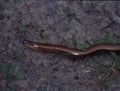 Slow worm creeps