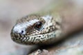 Slow worm, detail of head.