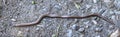 slow worm on a dirt road