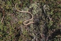 Slow Worm on the Drenthe heath