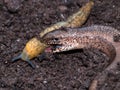 Slow Worm Eating Slug Royalty Free Stock Photo