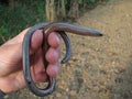 Slow worm in the hands Royalty Free Stock Photo