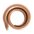 Slow worm or legless lizard Royalty Free Stock Photo