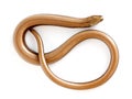 Slow worm or legless lizard