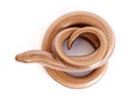 Slow worm or legless lizard Royalty Free Stock Photo