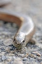 Slow worm lizard Royalty Free Stock Photo