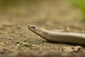 Slow worm lizard Royalty Free Stock Photo