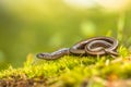 Slow worm on moss Royalty Free Stock Photo