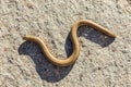 Slow worm resting on a stone