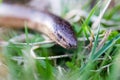 Slow worm, slowworm, Anguis fragilis, macro focus on head in grass Royalty Free Stock Photo