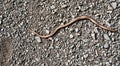 Slow-worm snake