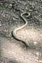 Slow-worm on the sunny day Royalty Free Stock Photo