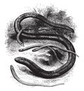 Slow worm, vintage illustration