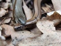 Slow worms (Anguis fragilis) mating Royalty Free Stock Photo